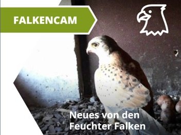 Feuchter Wanderfalken wieder live in der Webcam zu beobachten