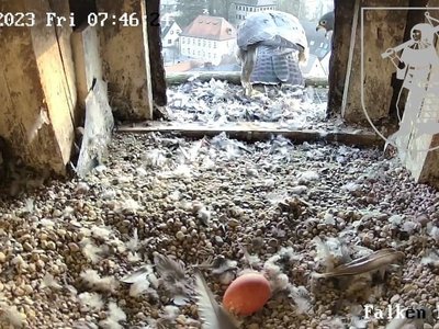 Brutstart bei den Wanderfalken: Erstes Ei im Nest